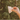 Pince latté crémeux - Bébé LoupAndi